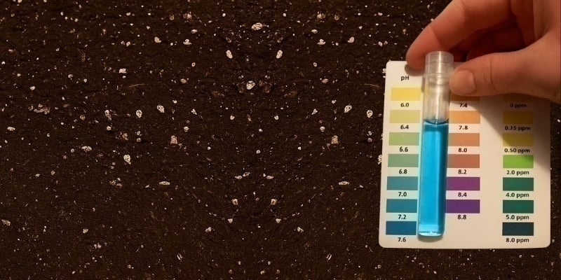 Risolvere la carenza di potassio nella cannabis