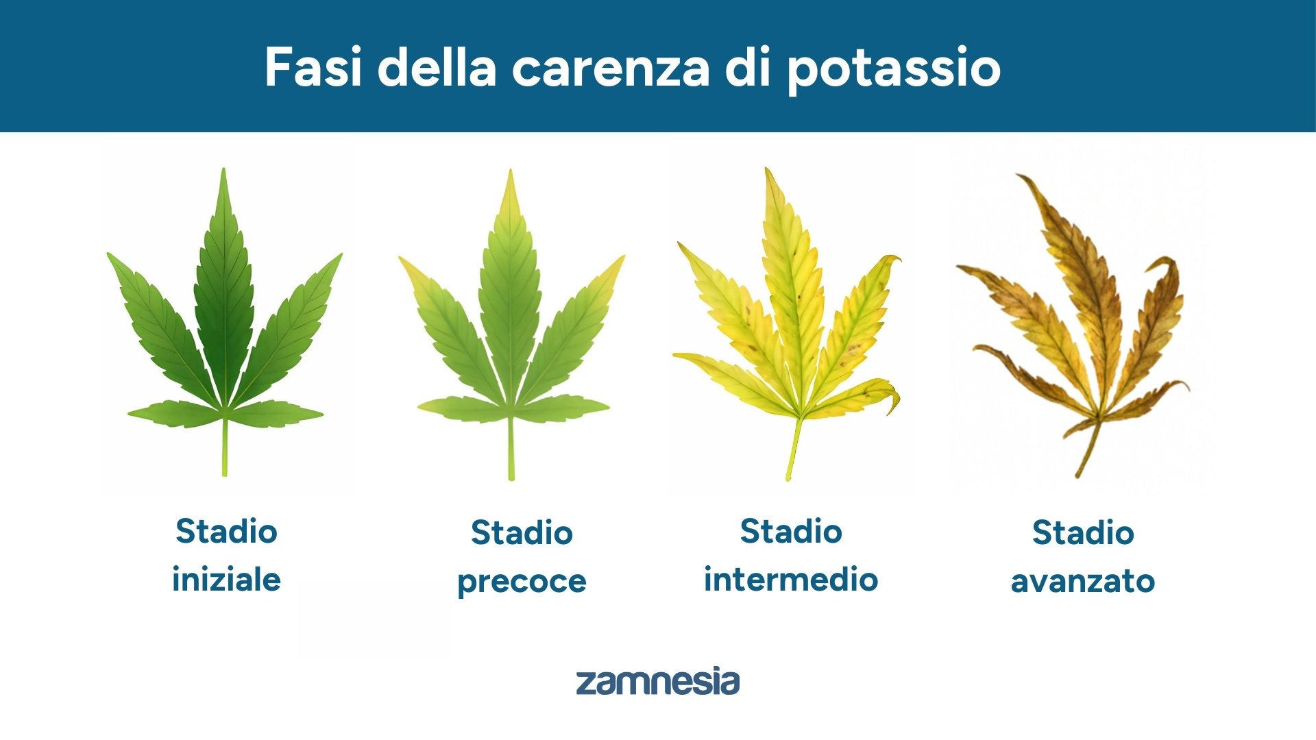 Fasi della carenza di potassio