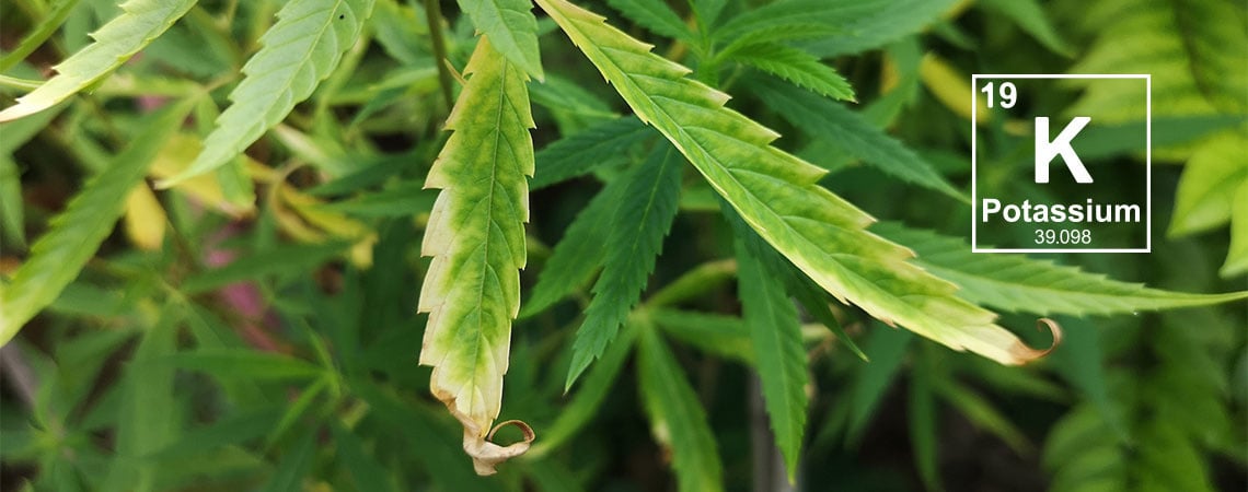 Carenza di potassio nelle piante di cannabis