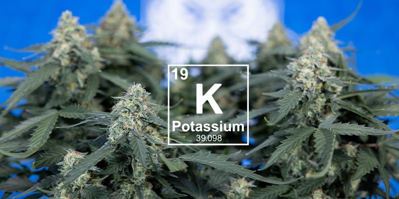 os'è il potassio e perché è importante?