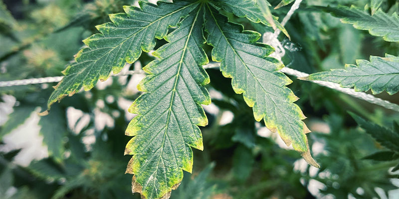 Che aspetto ha la carenza di potassio nelle piante di cannabis