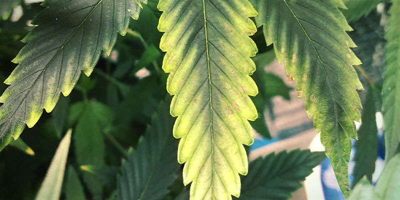 Che aspetto ha la carenza di potassio nelle piante di cannabis