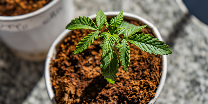 I migliori concimi e il programma di somministrazione ottimale per la cannabis coltivata in fibra di cocco