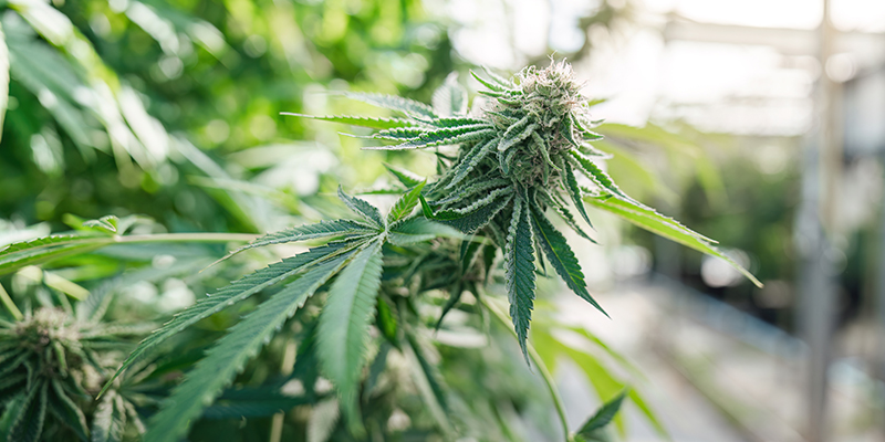Fibra di cocco: Un eccellente substrato per coltivare cannabis
