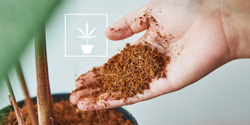 Tutto quello che c'è da sapere sulla coltivazione di cannabis in fibra di cocco