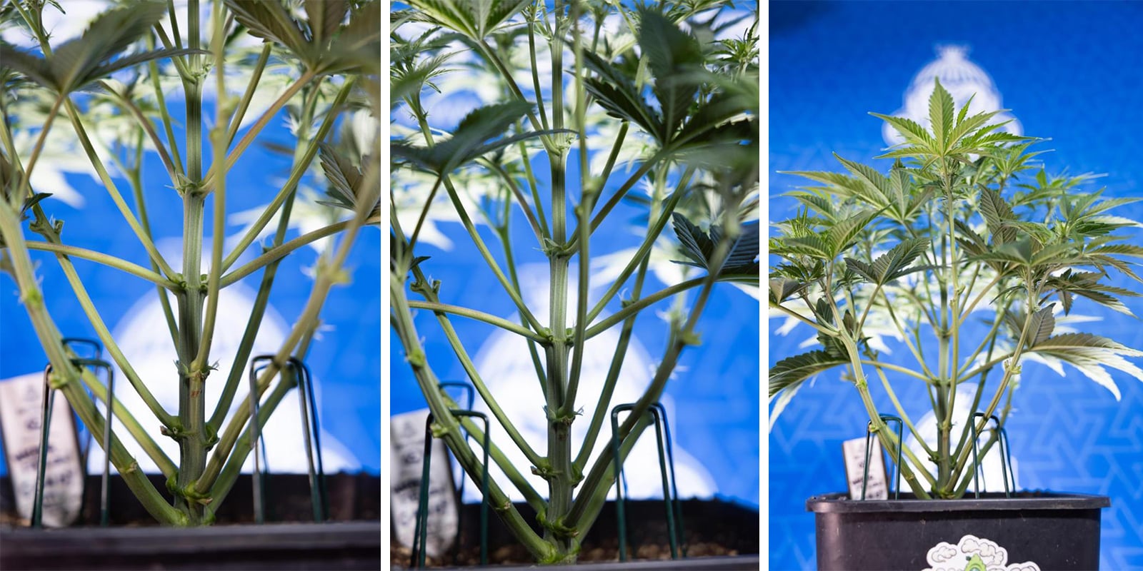 Low stress training (LST) per autofiorenti Low stress training (LST) per autofiorenti