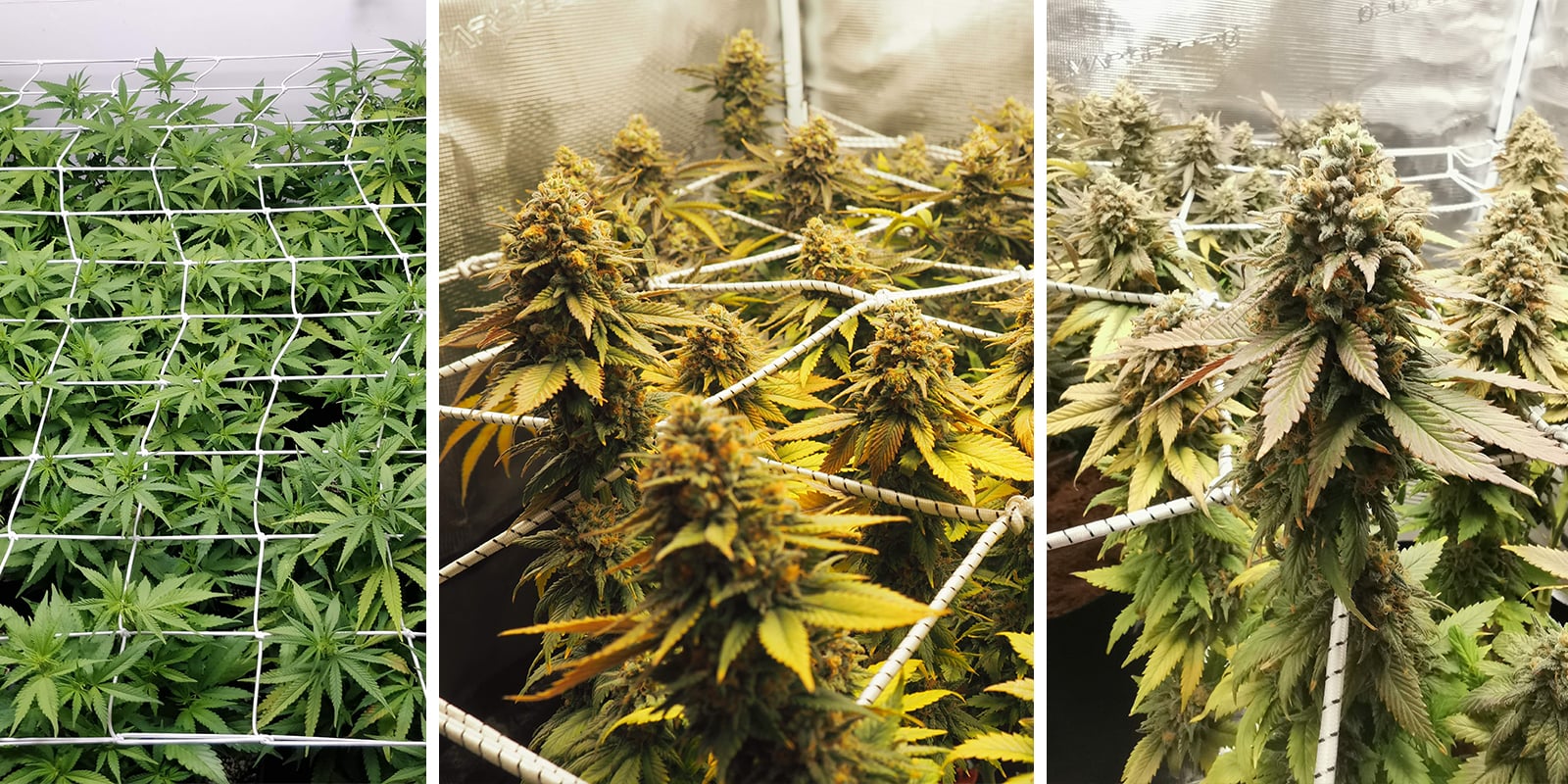 ScrOG con autofiorenti: perché è complicato (ma possibile) ScrOG con autofiorenti: perché è complicato (ma possibile)