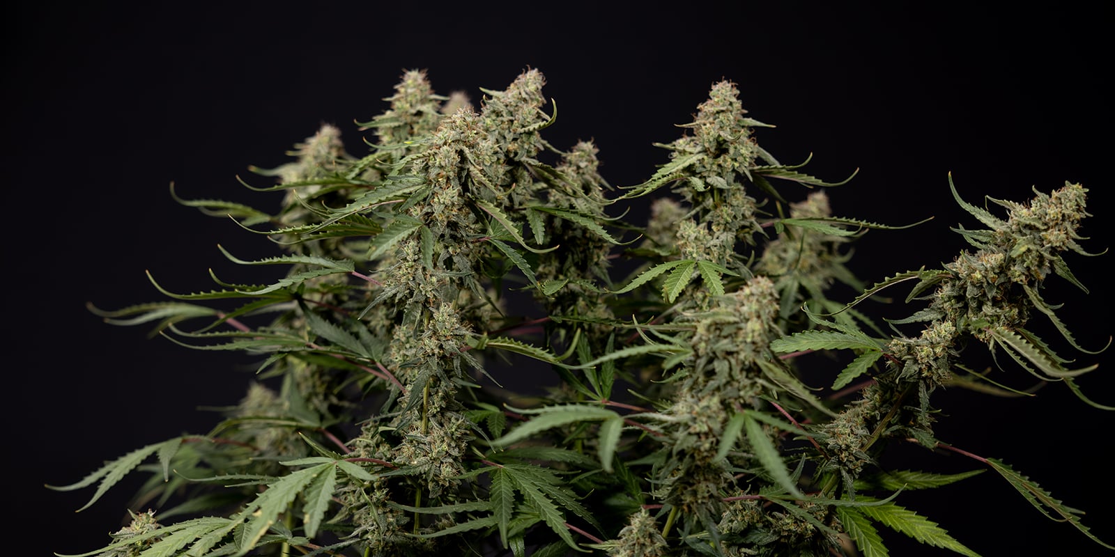 Si possono allenare le piante di cannabis autofiorenti? Si possono allenare le piante di cannabis autofiorenti?