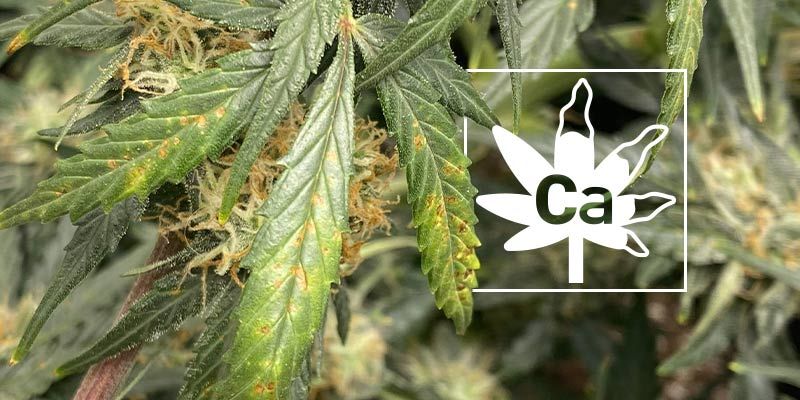 Carenza di calcio nelle colture di cannabis