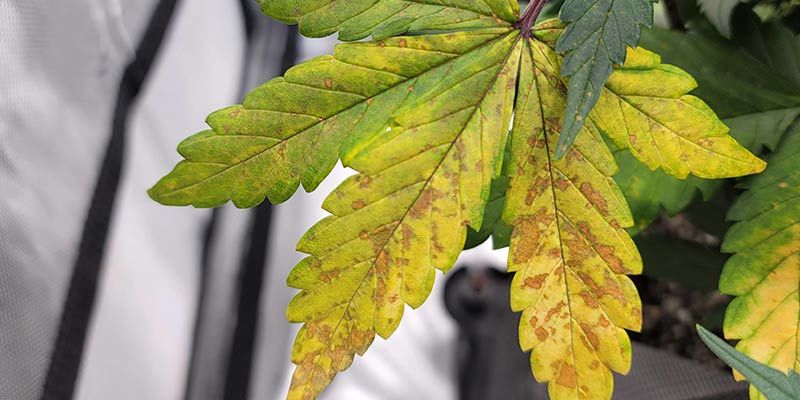 Come Riconoscere Una Carenza Di Calcio Nella Cannabis -1