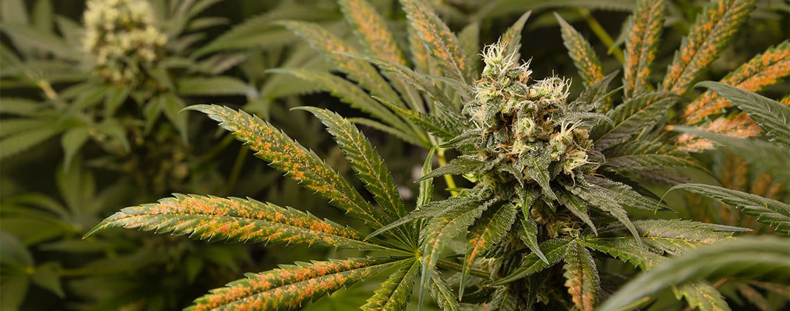 Carenza di calcio nelle piante di cannabis