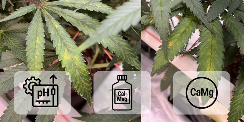Risolvere la carenza di calcio nella cannabis