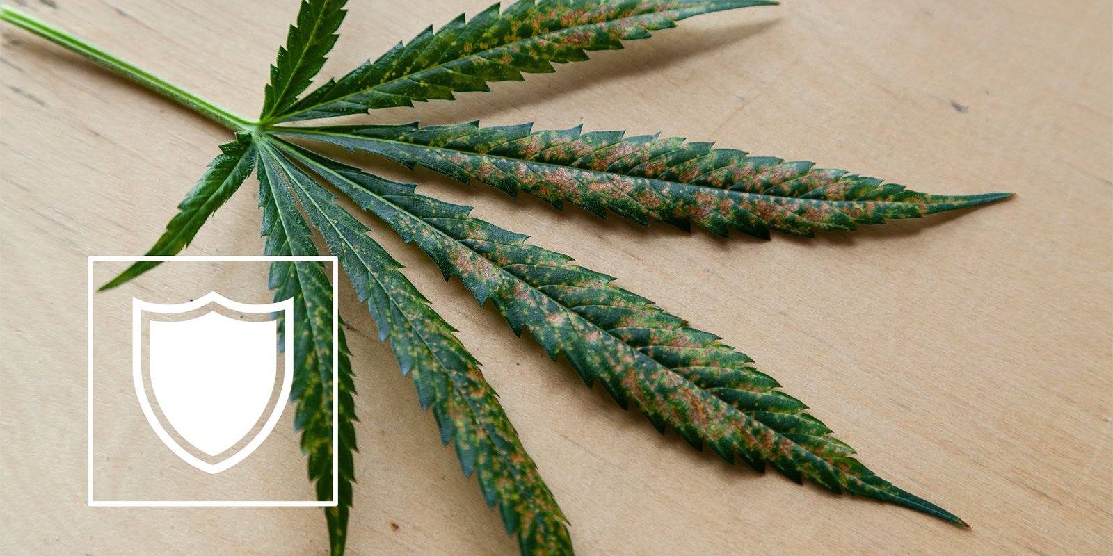 Come prevenire la carenza di calcio nella cannabis