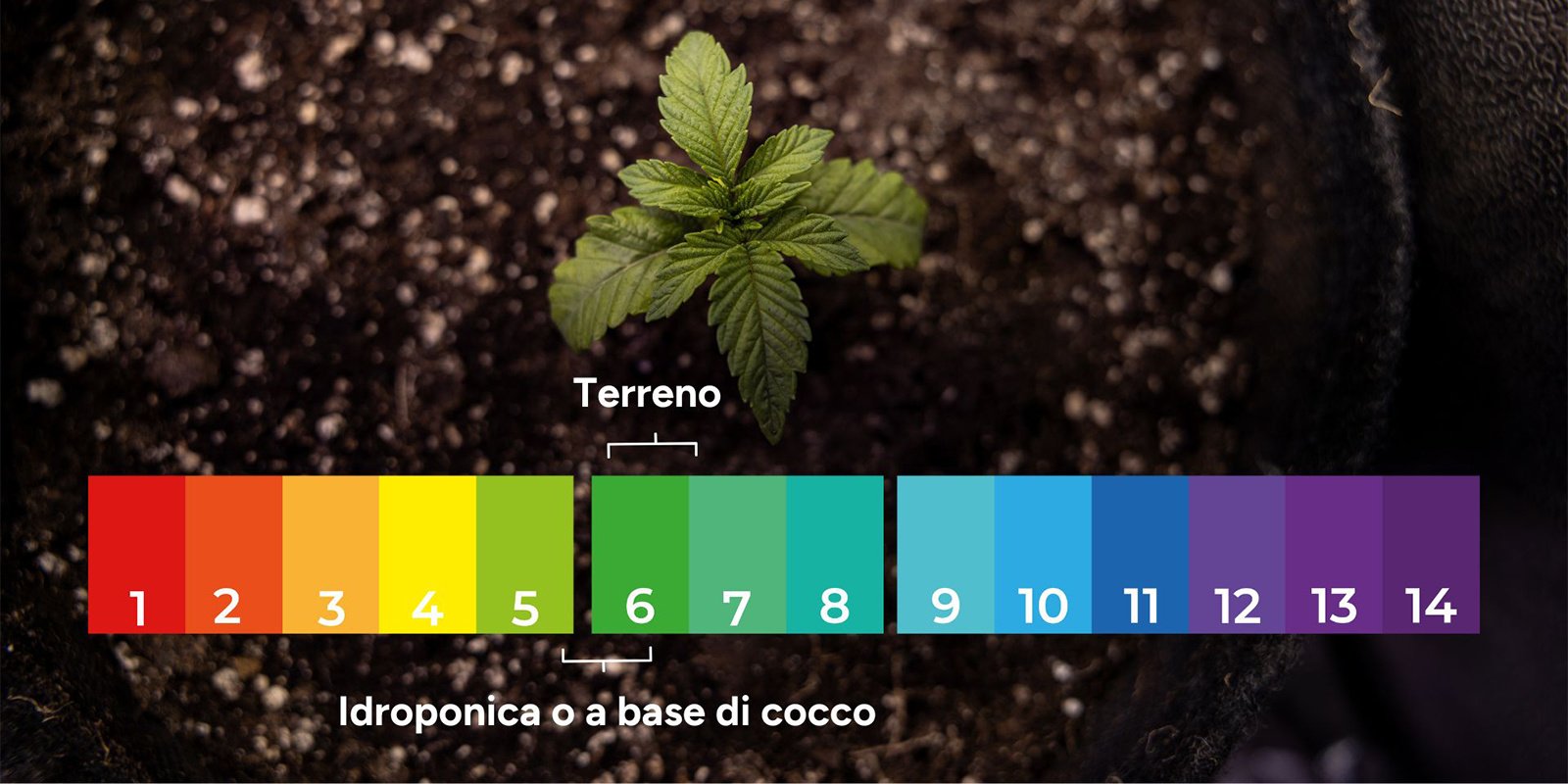 1. Escludere squilibri di pH e blocco dei nutrienti