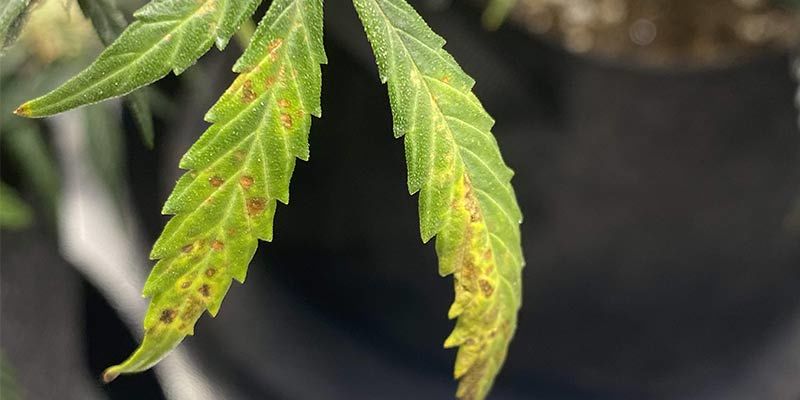 Quali sono le cause di una carenza di calcio nelle piante di marijuana?