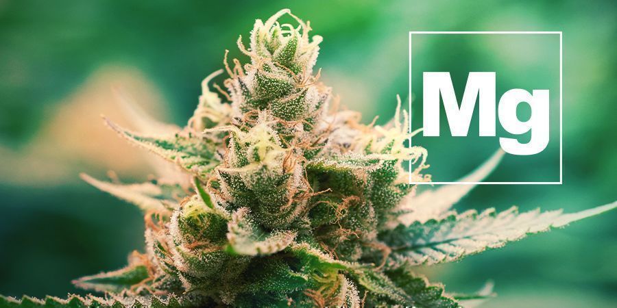 Il Magnesio E Le Piante Di Cannabis