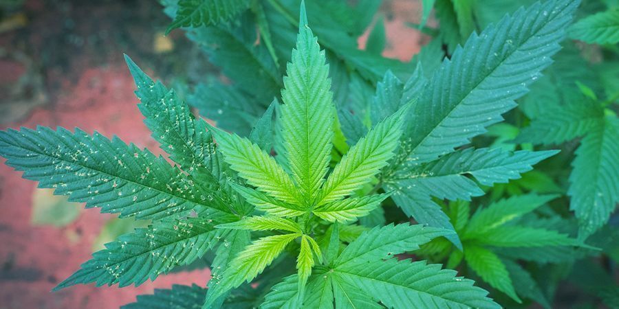 Perché le Piante di Cannabis Hanno Bisogno di Magnesio?