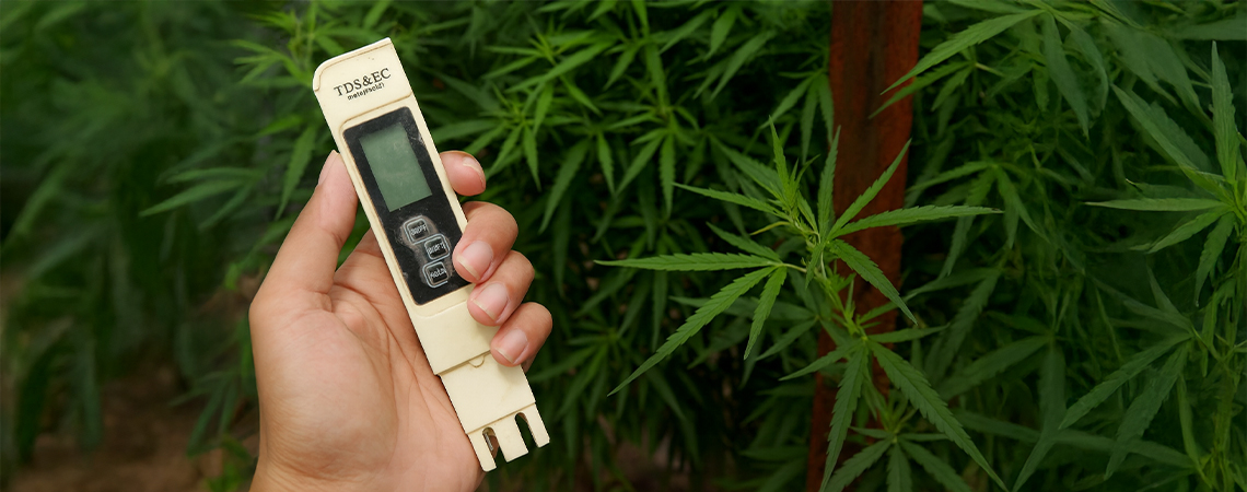 Miglior EC per la cannabis