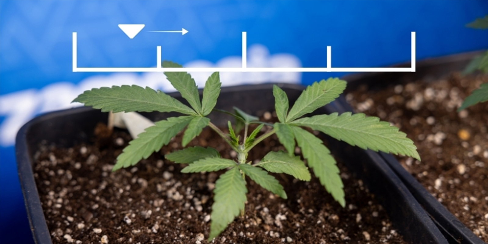 Valori ideali di EC per ogni fase di crescita