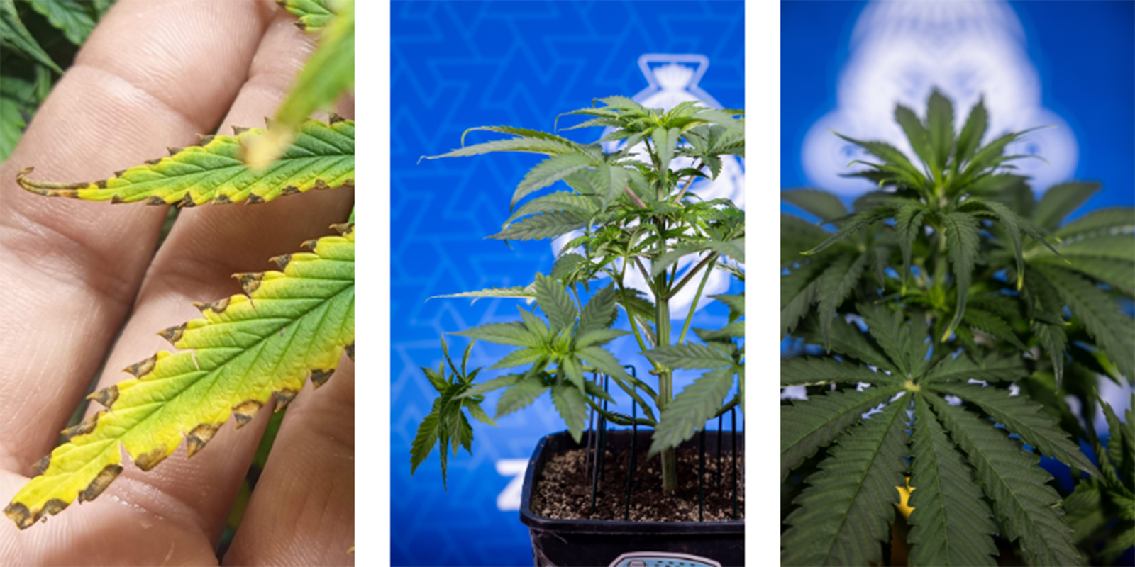 Segnali di sovralimentazione