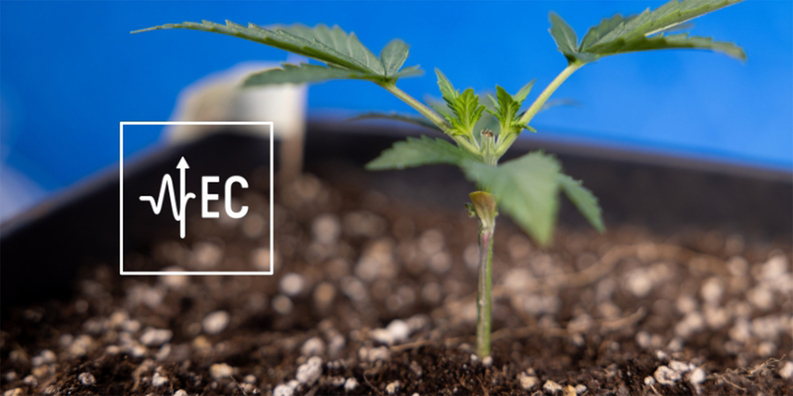 Cos'è l'EC e perché è importante?