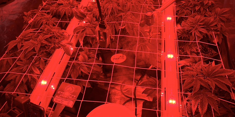 I migliori tipi di luci per l'illuminazione intercanopy