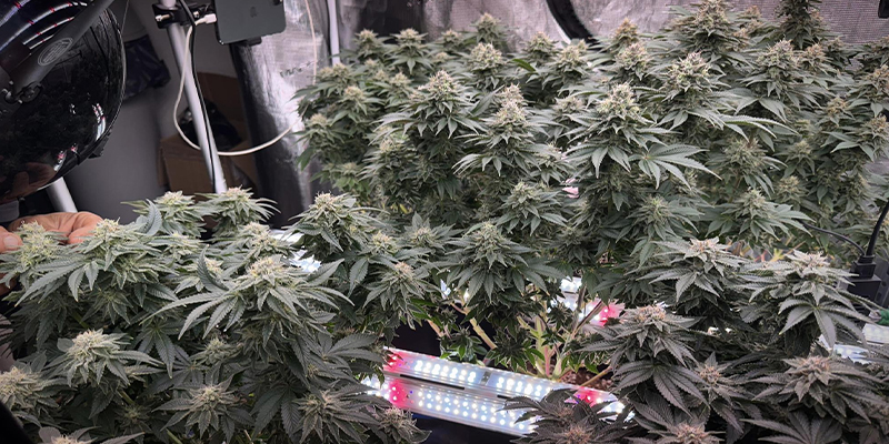 Come implementare l'illuminazione intercanopy in una grow room