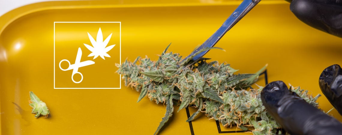 Come pulire la cannabis