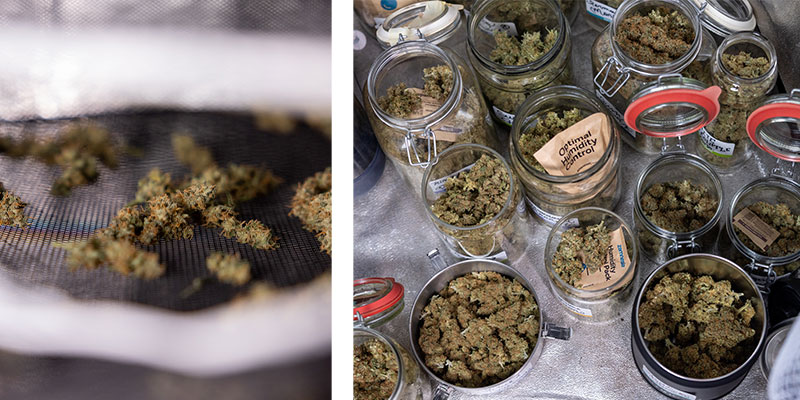 Cosa succede dopo aver pulito la cannabis?