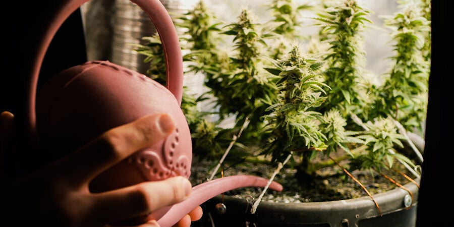 Come Innaffiare Le Piante Di Cannabis: Fase di crescita e dimensione della pianta