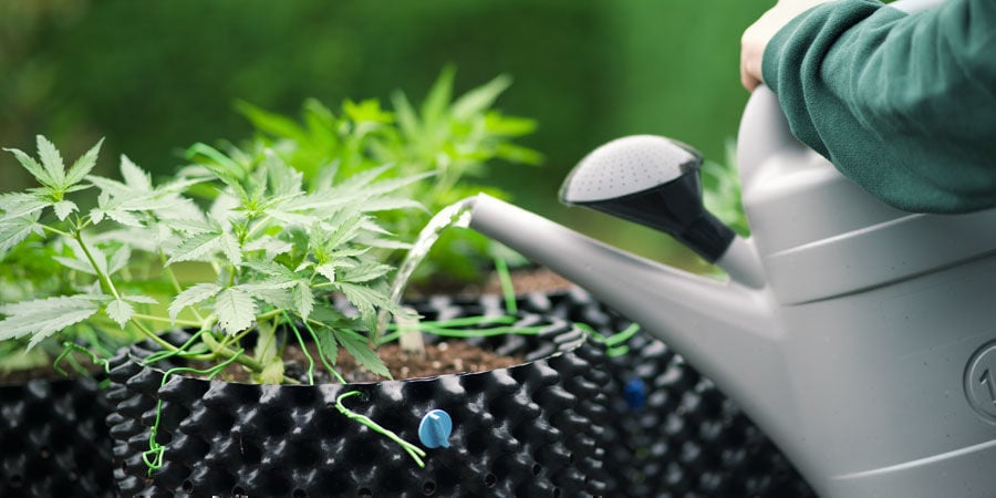 Con quale frequenza bisogna innaffiare le piante di cannabis?