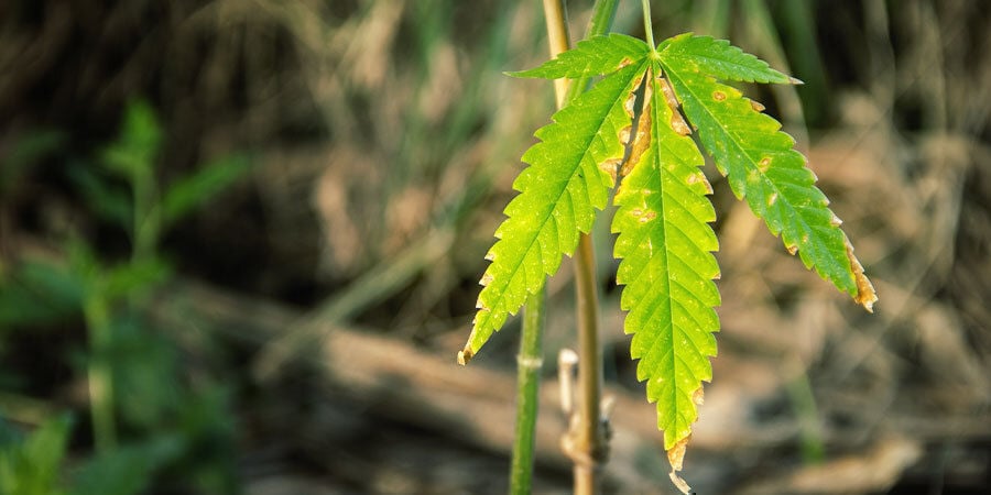 Come capire se una pianta di cannabis ha bisogno di acqua