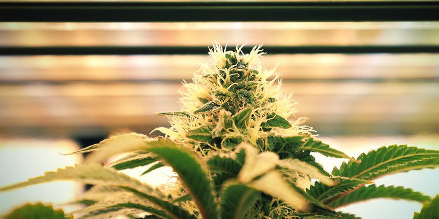 Come Innaffiare Le Piante Di Cannabis: Intensità della luce