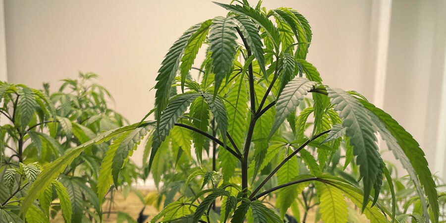 piante di cannabis troppo innaffiate