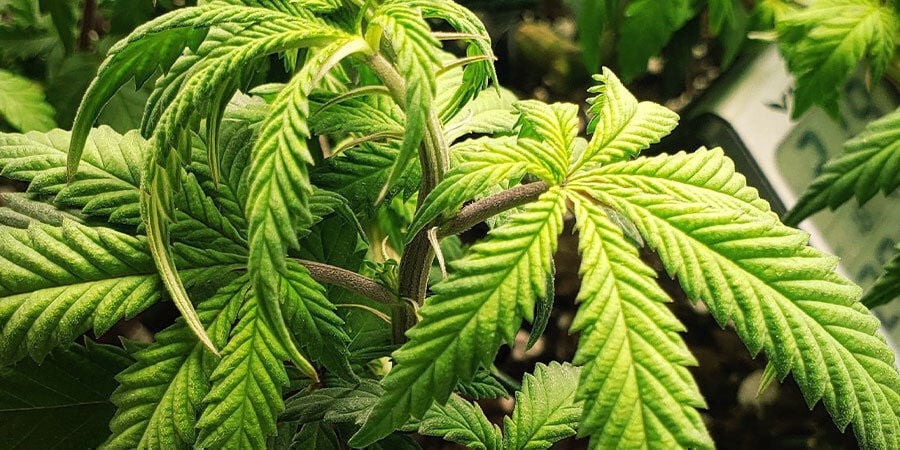 piante di cannabis troppo innaffiate