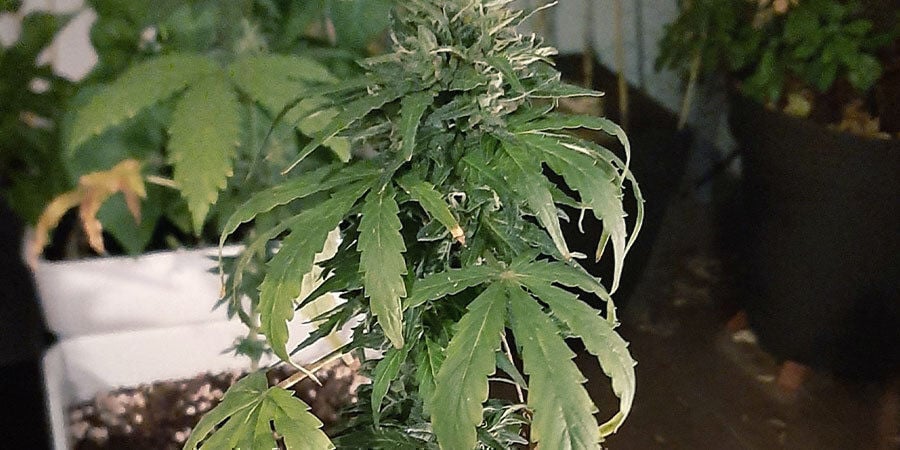 piante di cannabis in carenza d’acqua