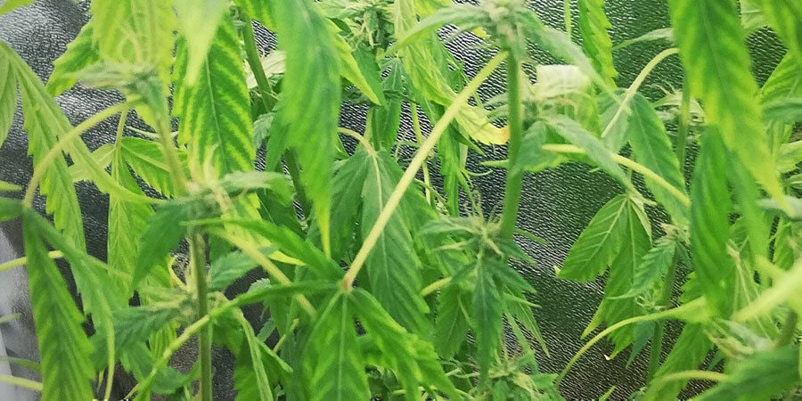 piante di cannabis in carenza d’acqua