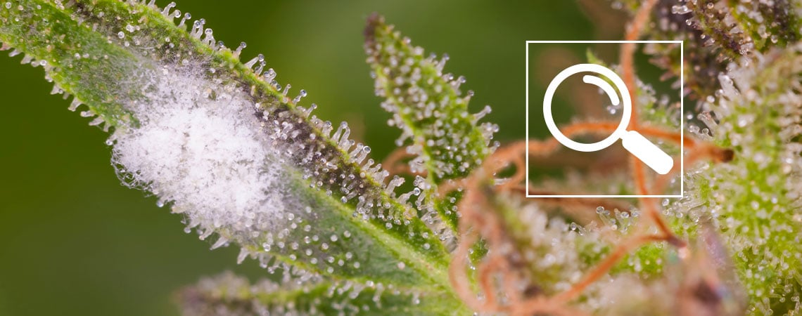 Come identificare l'oidio sulla cannabis