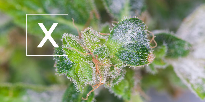 Oidio sulla cannabis: È sicura da consumare?