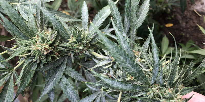 Che aspetto ha l'oidio sulla cannabis?