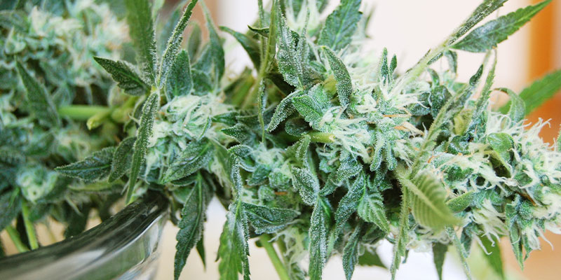 Cosa fare se si individua l'oidio sulle piante di cannabis