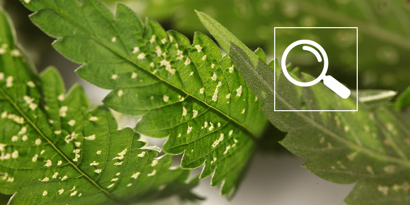 Cause comuni di macchie bianche sulla cannabis