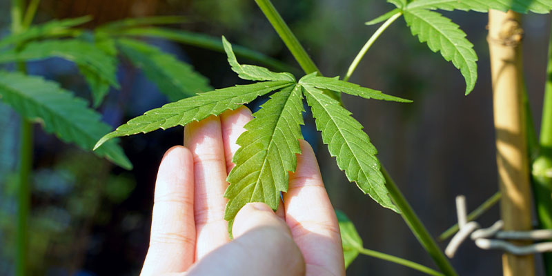 Come identificare la causa delle macchie bianche sulla cannabis