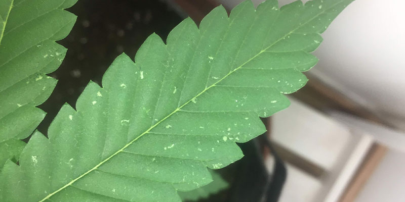 Prevenire le macchie bianche sulle foglie di cannabis