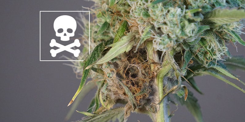 È ancora possibile usare le cime di cannabis affette dalla muffa?