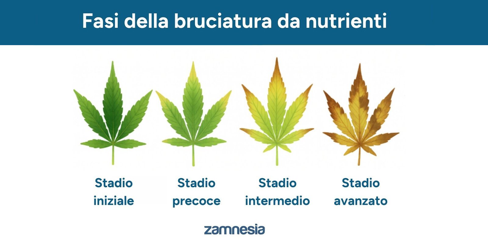 Fasi della bruciatura da fertilizzanti