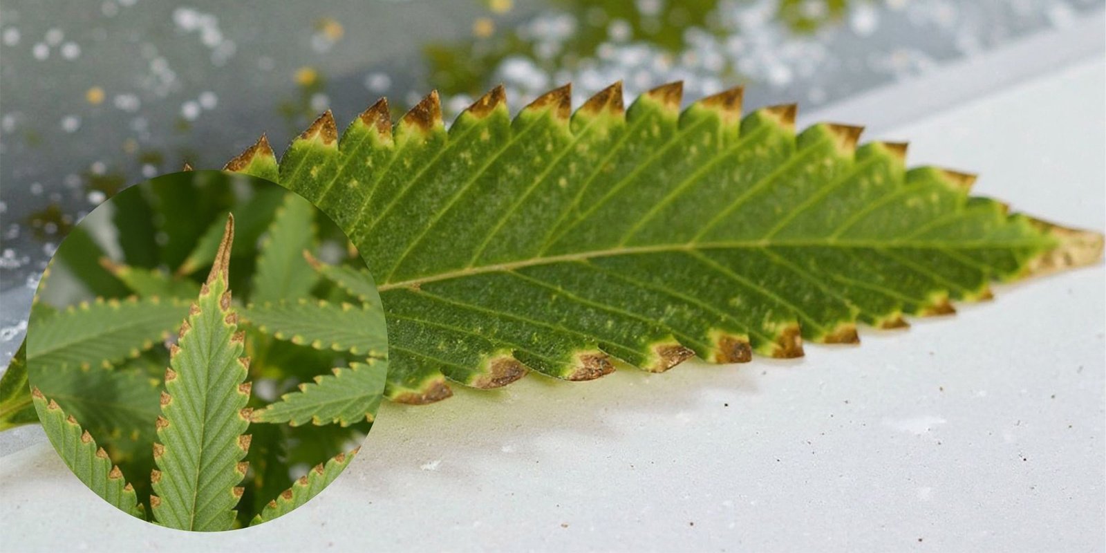 Che aspetto ha una bruciatura da fertilizzanti nelle piante di cannabis?