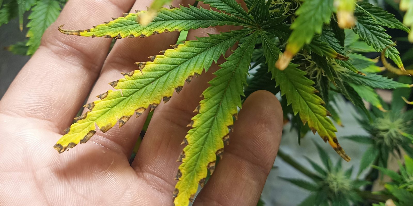 Cos'è la bruciatura da fertilizzanti?