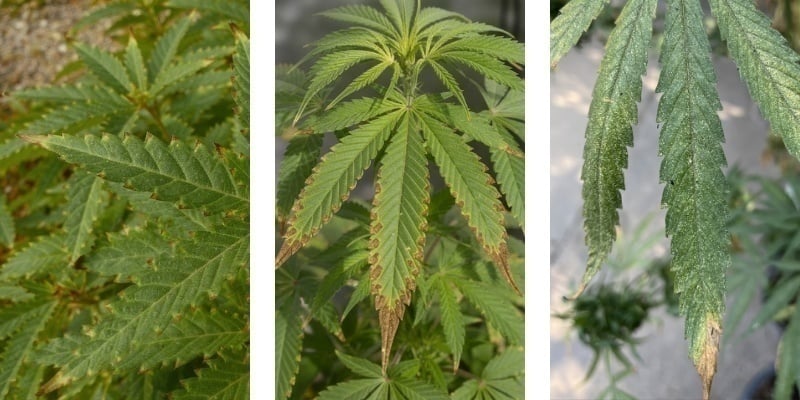 Bruciatura da fertilizzanti: Come riconoscerla per salvare le piante di cannabis
