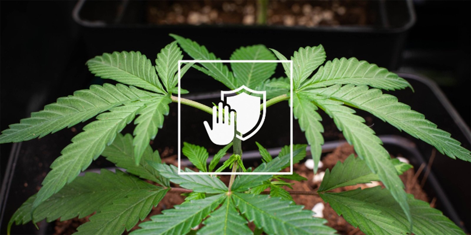 Come prevenire future epidemie